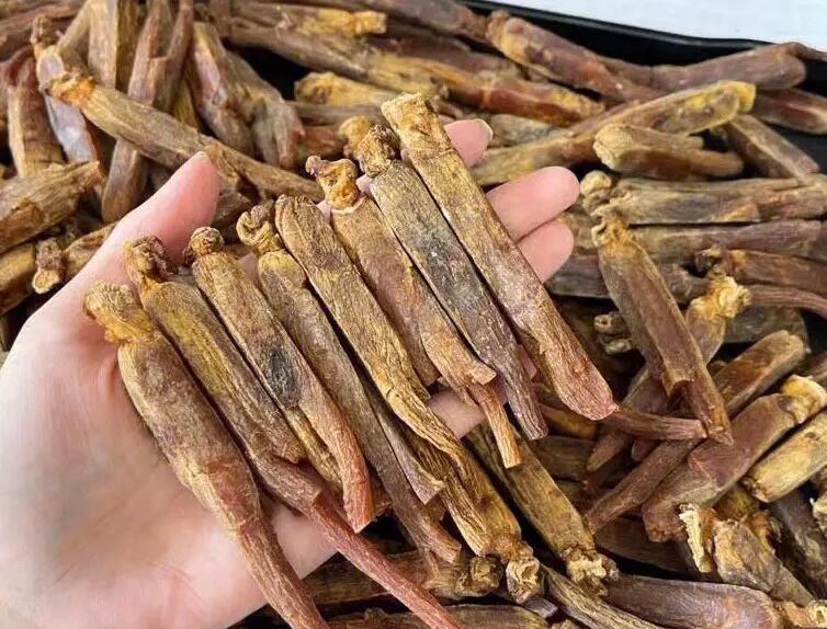 红参功效与作用（红参的禁忌）