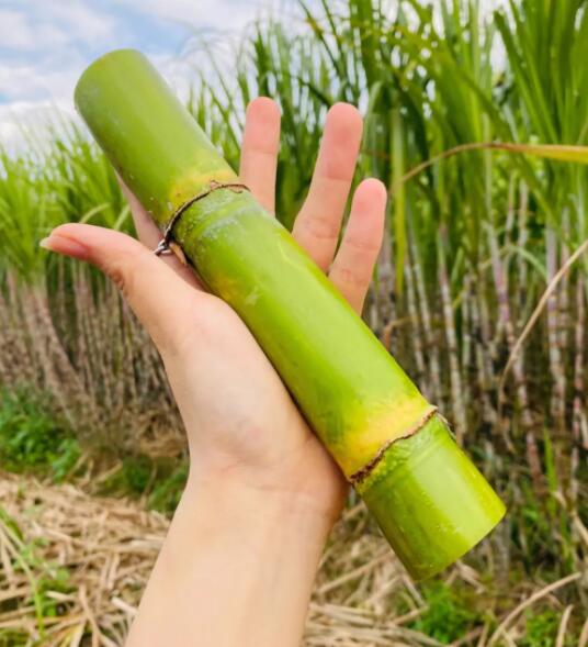 黄金甘蔗的营养成分(黄金甘蔗功效与作用)