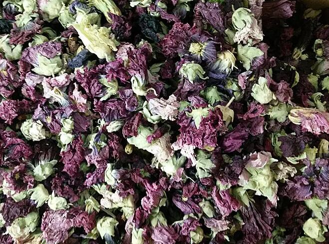 芙蓉的功效和作用（芙蓉的作用是什么）