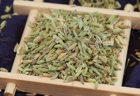 茴香的功效与作用（茴香的禁忌）