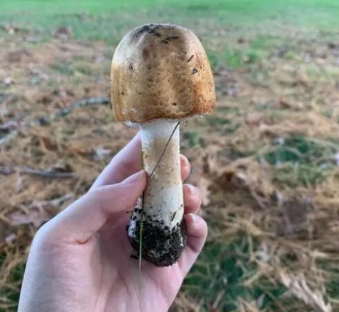 蘑菇的功效与作用 常吃蘑菇有什么好处