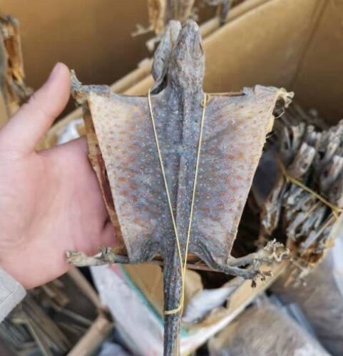 蛤蚧对身体的功效（蛤蚧对身体的作用）