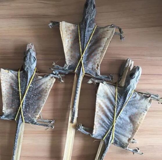 什么是蛤蚧（中药蛤蚧的功效与作用）