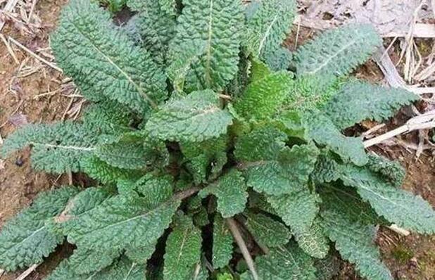 蛤蟆草的简介（蛤蟆草作用与功效）