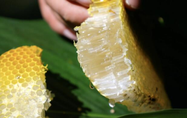 蜂房的功效与作用（蜂房的功效与作用点）