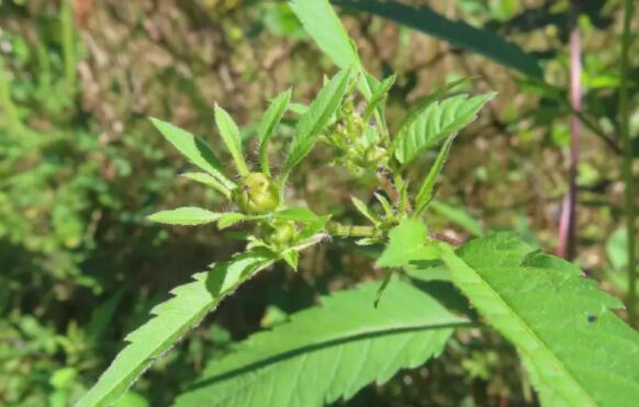 什么是鬼针草（鬼针草的副作用）