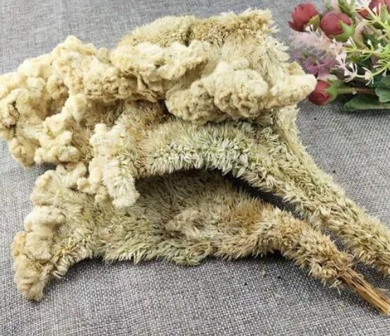 什么是鸡冠花（鸡冠花功效与作用功）