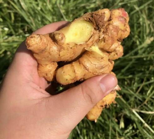 黄姜作用功效 黄姜的注意事项