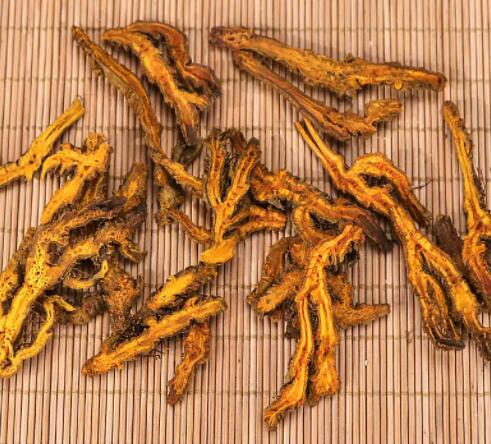 黄莲的功效与作用（黄莲的化学成分及药理作用）