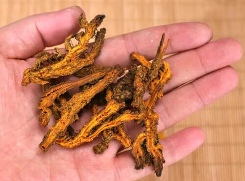 黄莲副作用（黄莲长期饮用副作用）