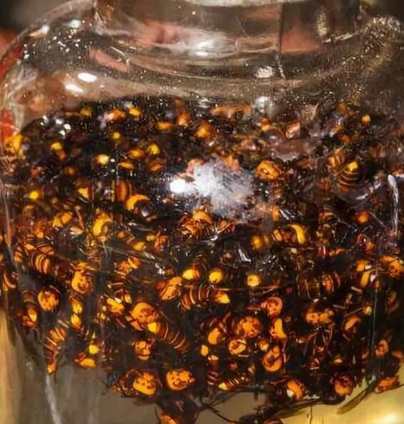 黄蜂的功效与作用（黄蜂泡酒的功效与作用）