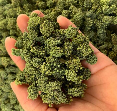 三七花的作用与功效(三七花能天天喝吗)