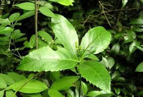 九节茶的功效与作用 九节茶治什么病最好