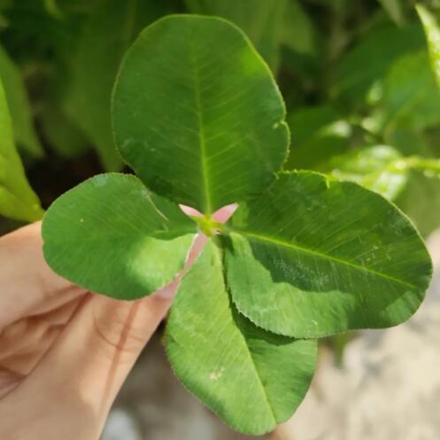 四叶草的作用（四叶草的作用与主治功效）