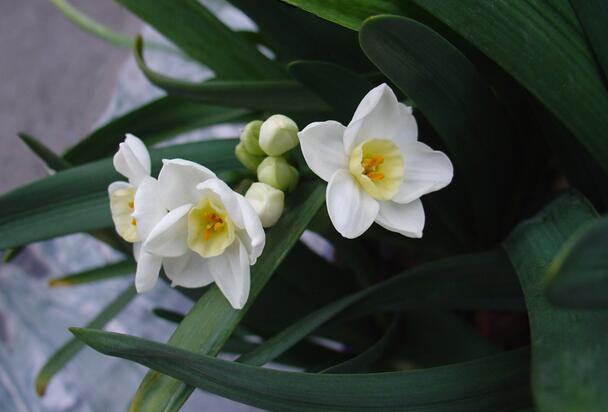 水仙花作用（水仙花药用价值）