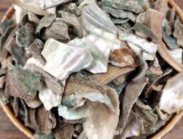石决明的功效和作用 石决明的药用价值
