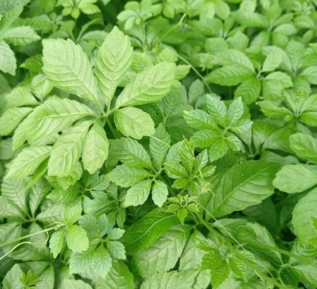 绞股蓝作用与功效（绞股蓝的功能与主治）
