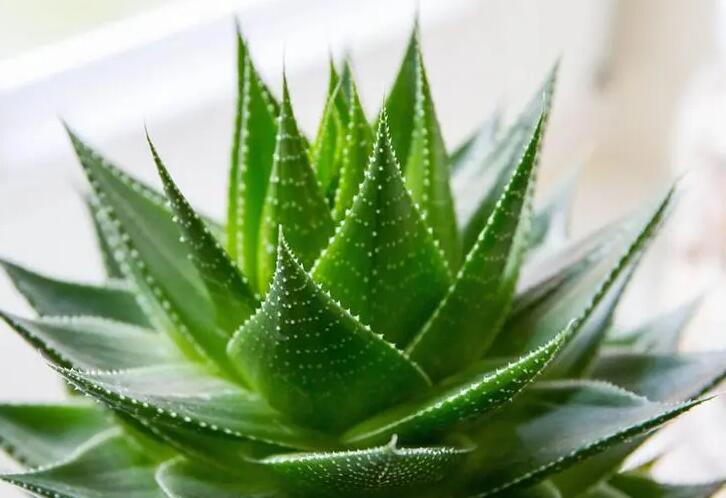 芦荟作用与功效（长叶芦荟作用与功效）