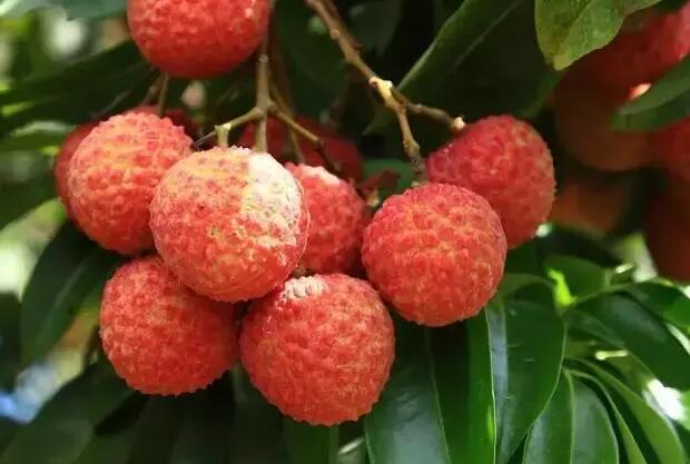 荔枝副作用（荔枝有副作用吗）