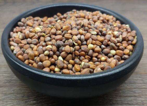 莱菔子的功效与作用（决明子的功效与作用）