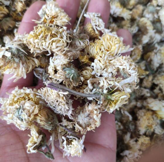 菊花功效与作用（菊花禁忌症有哪些）
