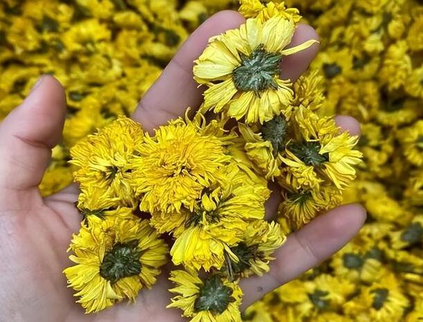 菊花的作用是什么功能 菊花的饮用价值
