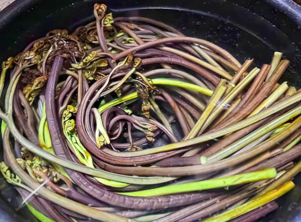 什么是蕨菜（蕨菜的功效与作用有哪些）