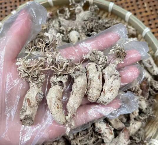 金蝉花的功效与作用（金蝉花的价格）