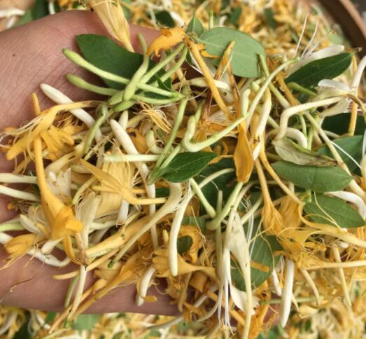 金银花的主要功效（金银花有副作用吗）