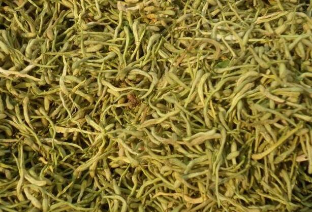 金银花的作用与功效（连翘的作用与功效）