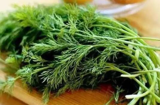 茴香的作用与功效（茴香菜上火还是去火）