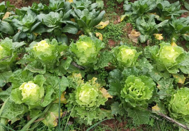 吃什么营养品对皮肤好(食物对皮肤的重要性)
