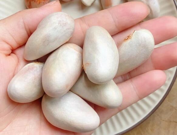 大树菠萝核的营养价值（大树菠萝的核有什么用）