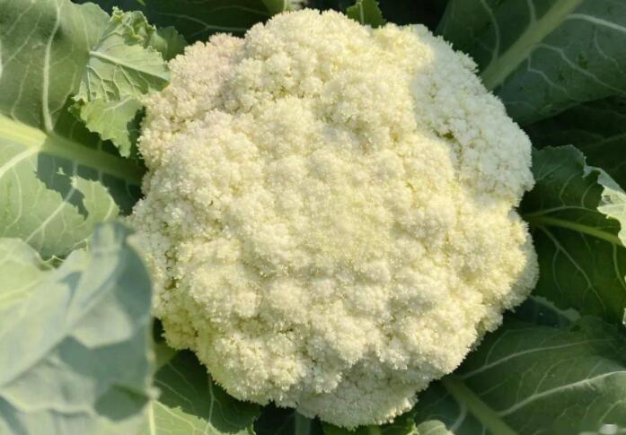 菜花的营养价值及功效与作用（菜花的禁忌）
