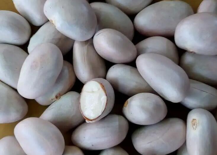 菠萝核有营养价值（菠萝核的功效和吃法）