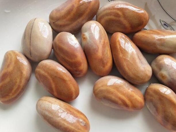 菠萝蜜核的营养价值（菠萝蜜核的功效与作用）