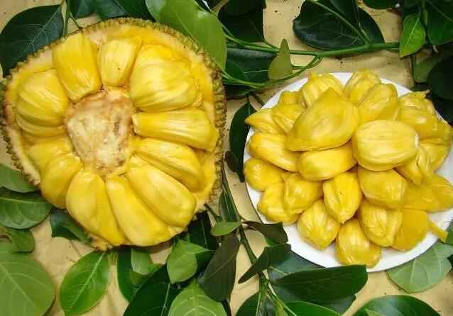 菠萝蜜的营养成分（菠萝蜜的营养成分有什么）