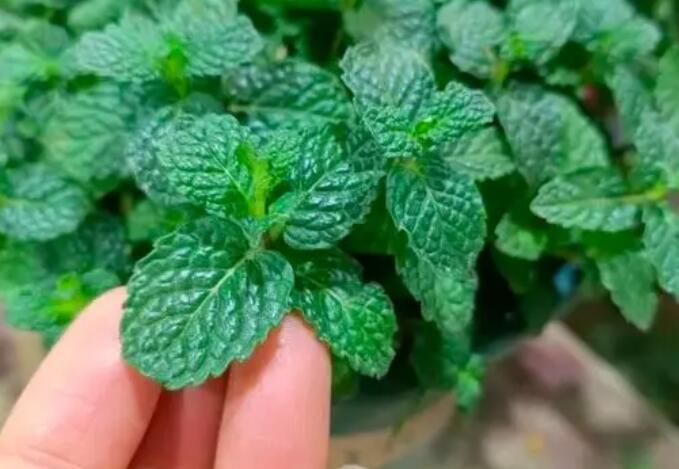 什么是薄荷（薄荷怎么吃营养价值高）