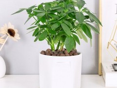 鹅掌藤的功效与作用 鹅掌藤的两大用处