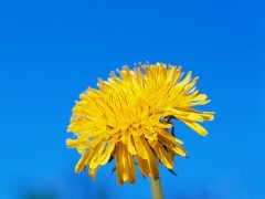 黄花地丁的图片样子 黄花地丁的3大作用
