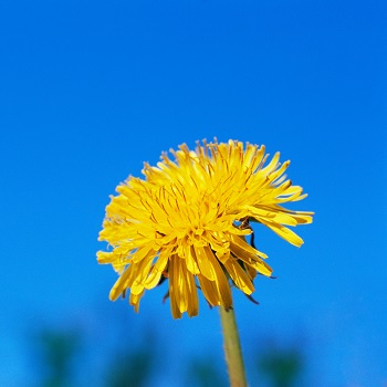 image 黄花地丁