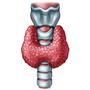 image 甲状腺