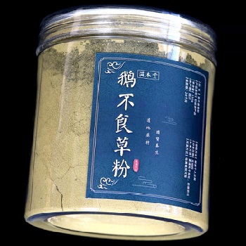 image 鹅不食草