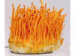 蛹虫草的功效与作用