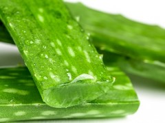 用芦荟来治肺病要怎么服用 介绍2种服用方法