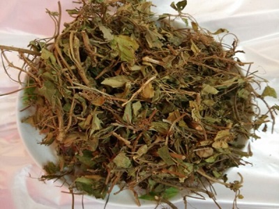 地稔草