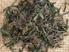 万年青药的主治功能 可以改善2类问题