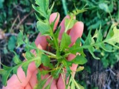 能散结节吃什么食物好 分享三种散结节的食物