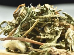 蒲公英能治好乳腺结节吗 有哪些注意事项