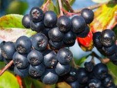 花楸果有什么功效与作用 介绍花球果的4个好处